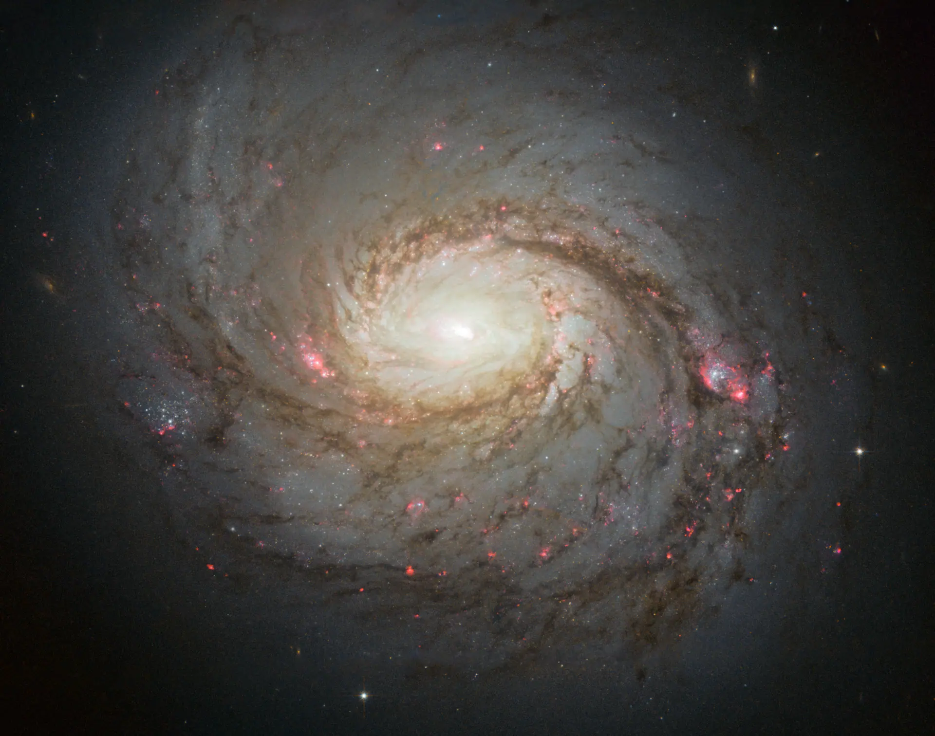 Hubble image of Messier 77. Credit: NASA, ESA & A. van der Hoeven. CC BY 4.0. Messier 77, a spiral galaxy with an active black hole at its core